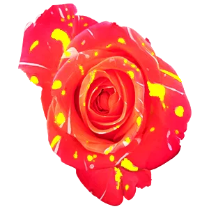 Tinted - Splash Collection