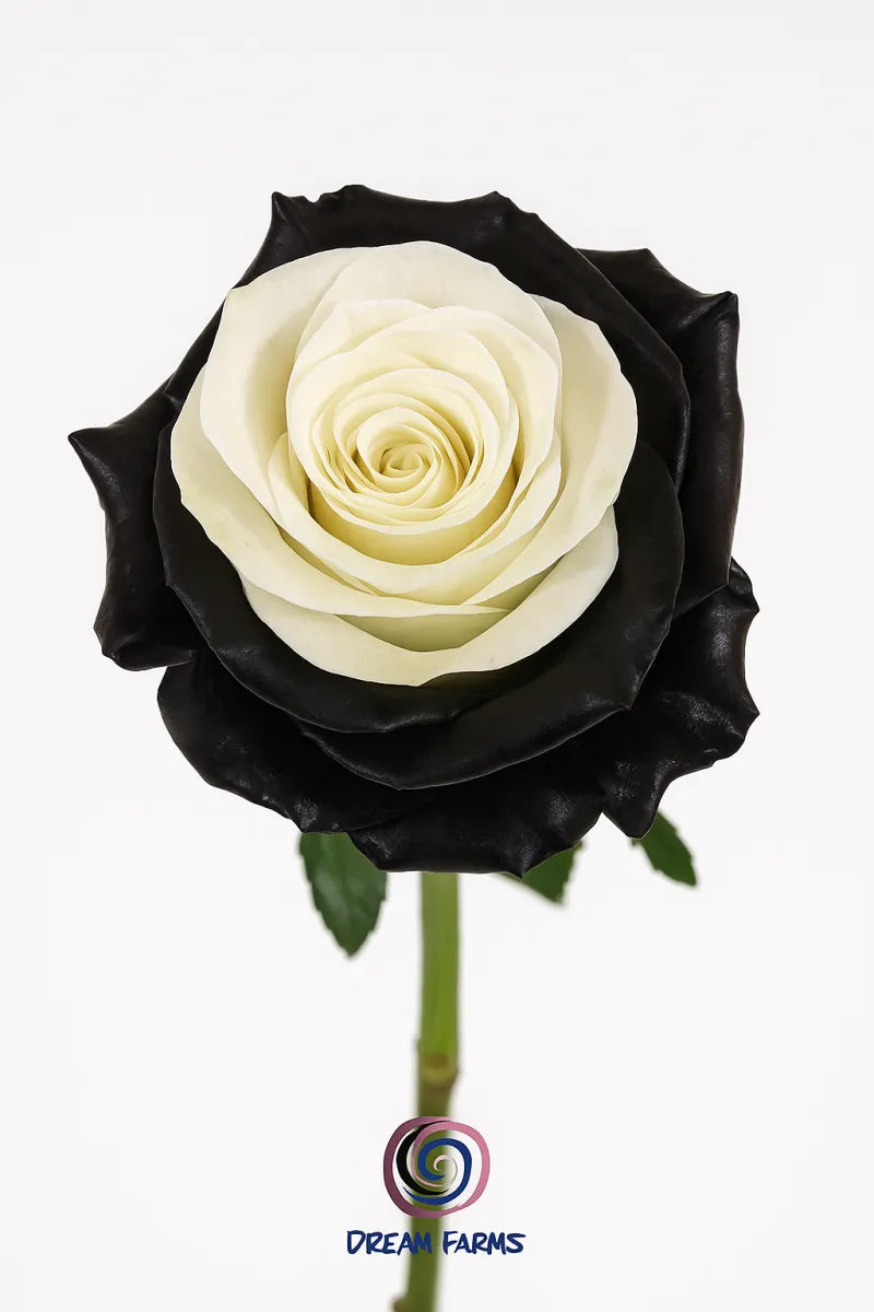 Tinted – Black & White