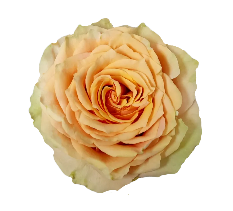 Caramel Macchiato (Brown / Peach)