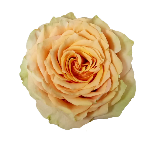 Caramel Macchiato (Brown / Peach)