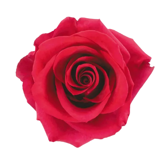 Hot Paris (Hot Pink)