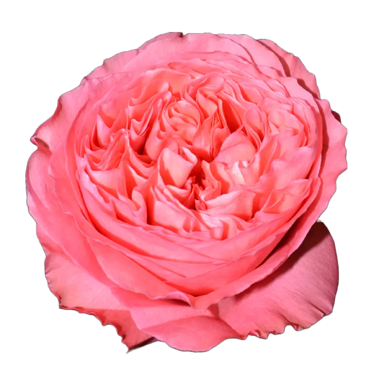 Candy X-Pression (Pink)