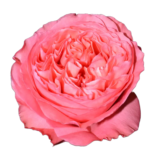 Candy X-Pression (Pink)