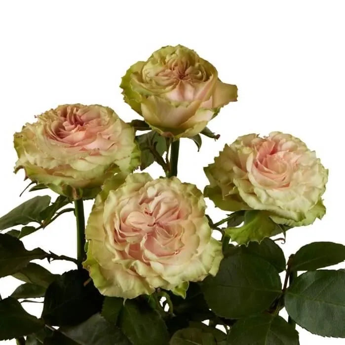 Country Secret (Light Peach)
