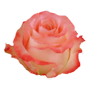Cabaret (Bi-Color Pink)