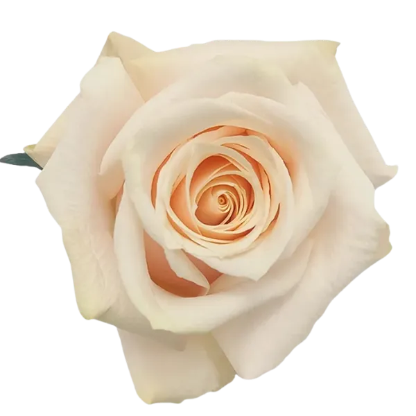 Silver Jet (Light Pink)