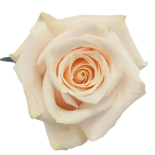 Silver Jet (Light Pink)