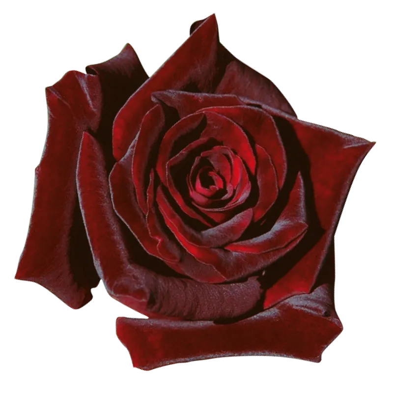 Ruby (Dark Red)