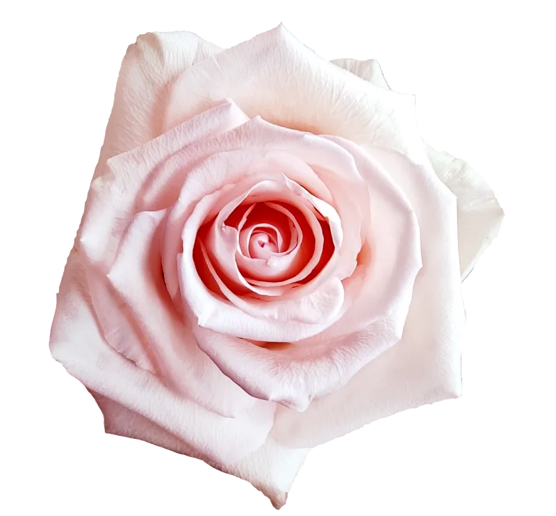 Unforgiven (Light Pink)