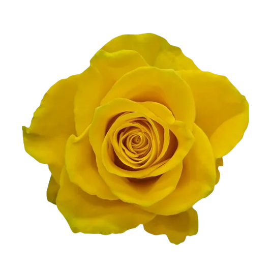 Citrine (Yellow)