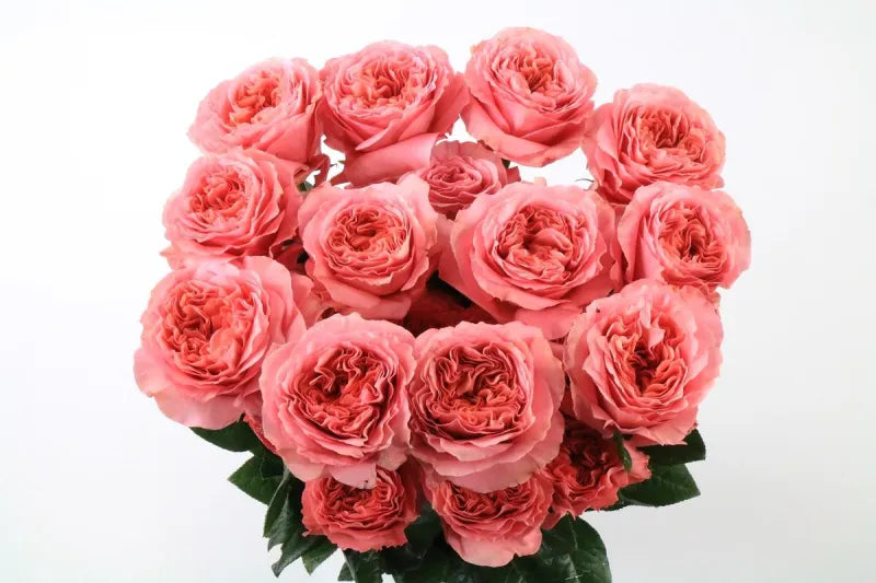 Candy X-Pression (Pink)