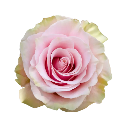 Pink Mondial (Pink / Cream)