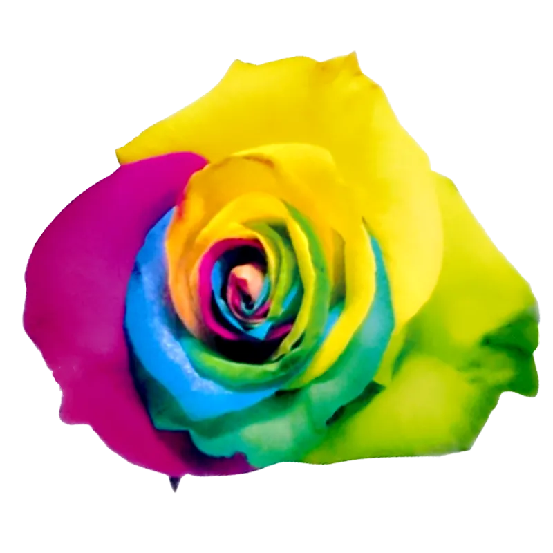 Tinted - Rainbow Colleciton