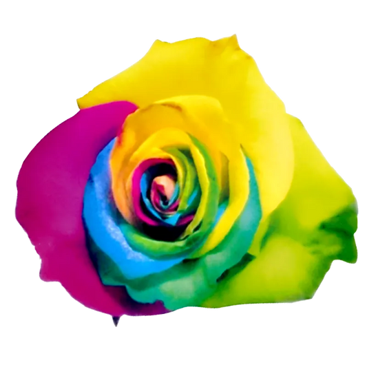 Tinted - Rainbow Colleciton