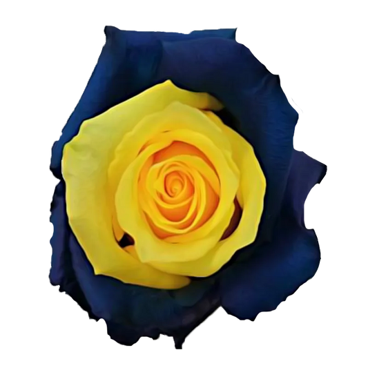 Yellow & Blue