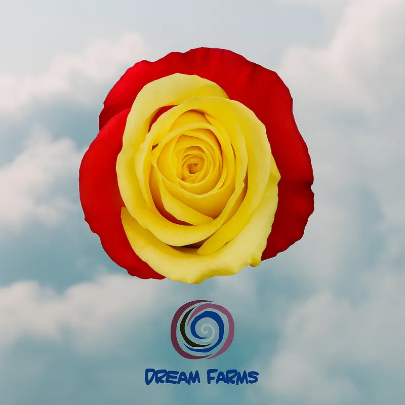 Tinted – Red & Yellow Roses