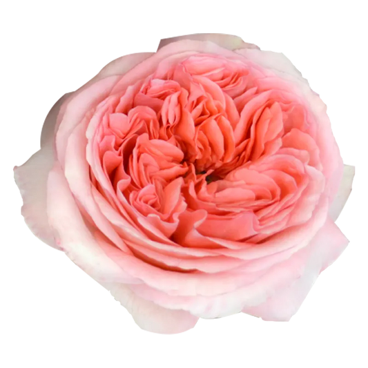 Pink X-Pression (Pink)