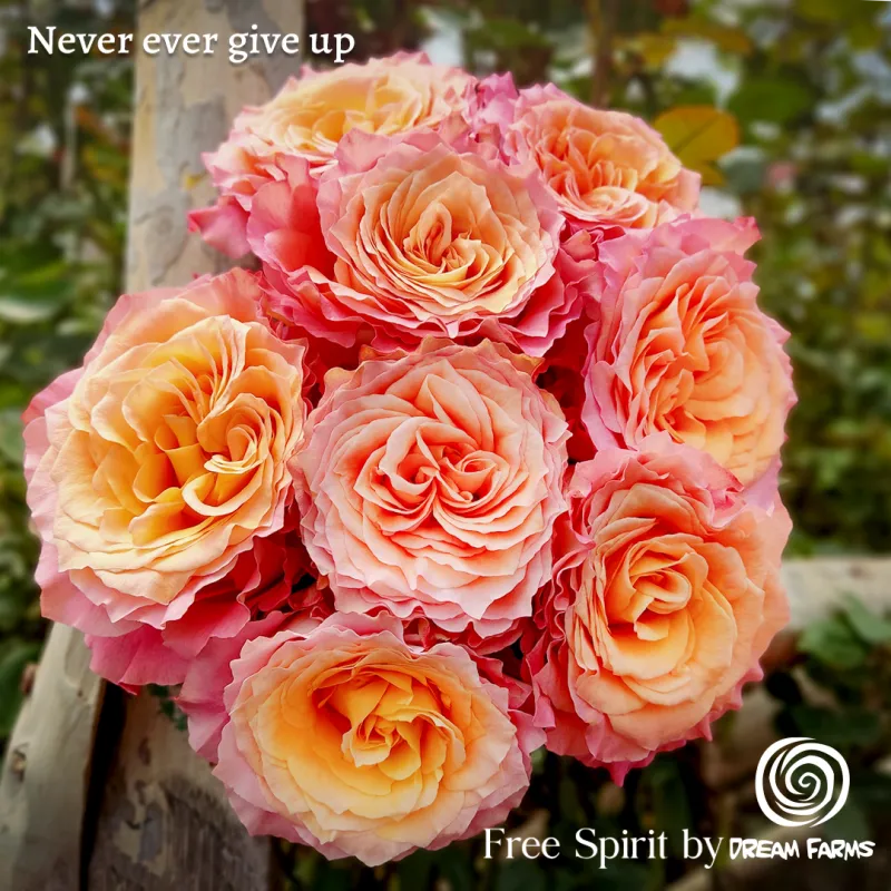 Free Spirit (Peach)