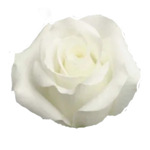 White Wind (White)