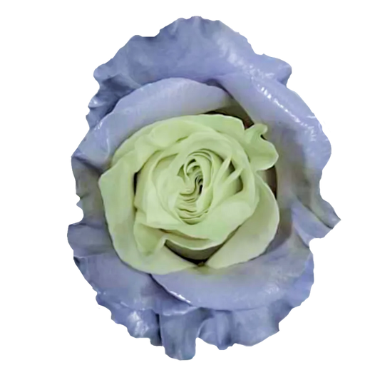 Lavender & White