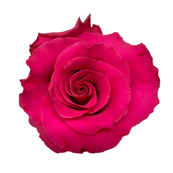 Jacaranda (Hot Pink)