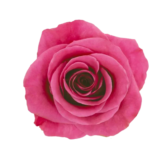 Breezer (Hot Pink)
