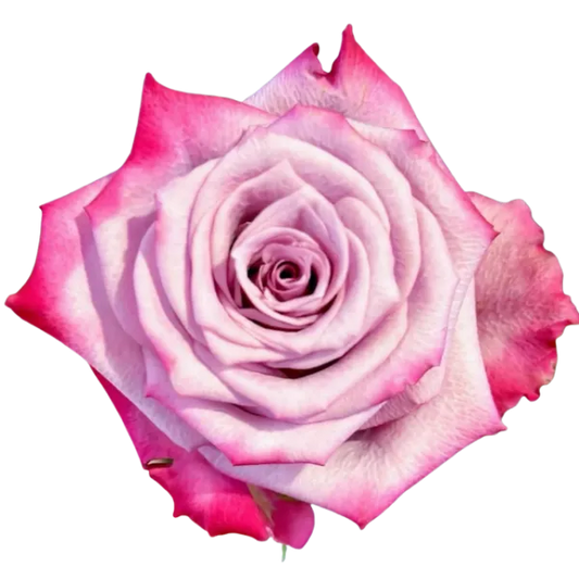 Deep Purple (Magenta)