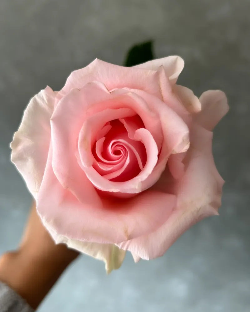 Unforgiven (Light Pink)