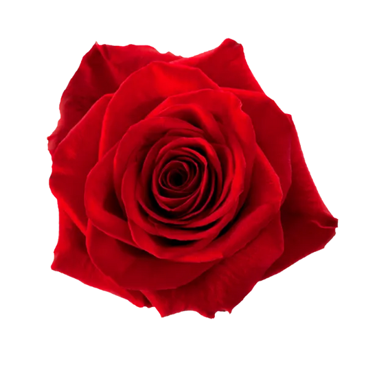 Freedom (Red)