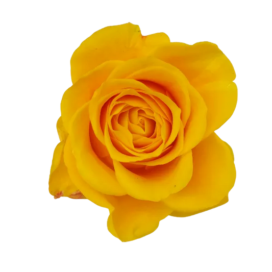Bumblebee (Yellow)