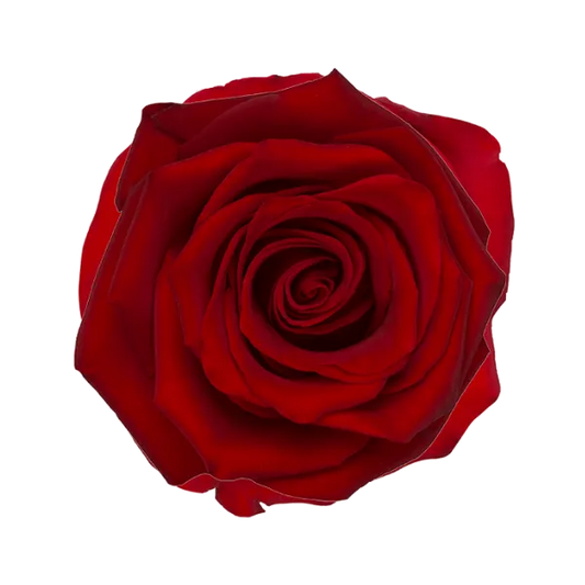 Explorer (Deep Red)