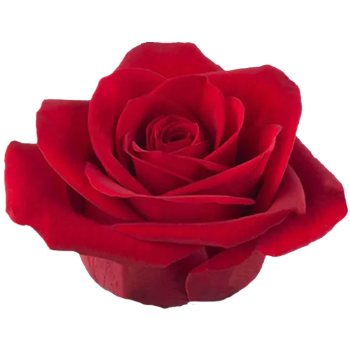 Freedom (Red)