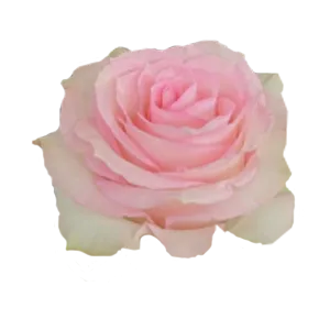 Esperance (Pink & Cream)