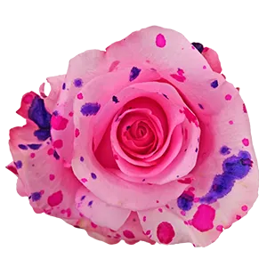 Sweetberry Splash
