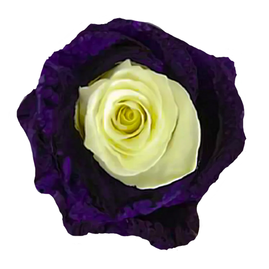Purple & White