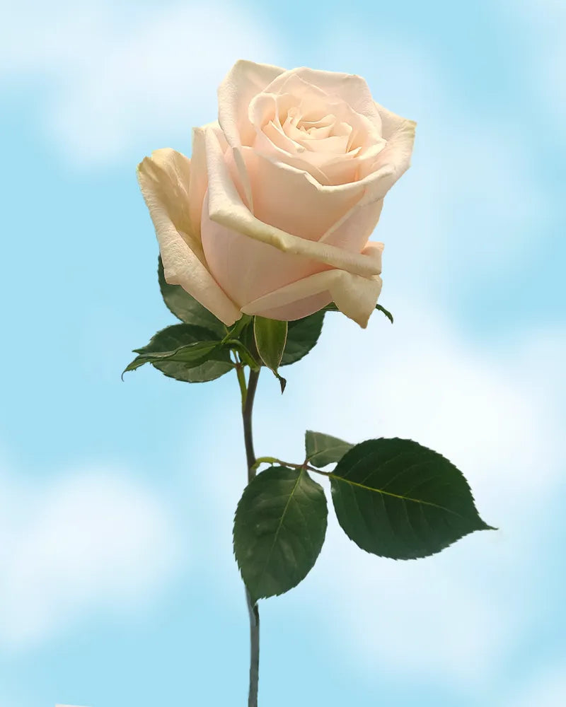 Silver Jet (Light Pink)