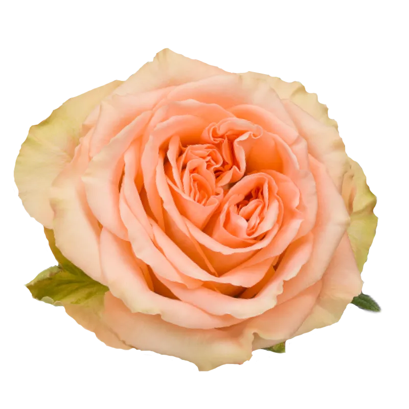 Country Home (Peach)