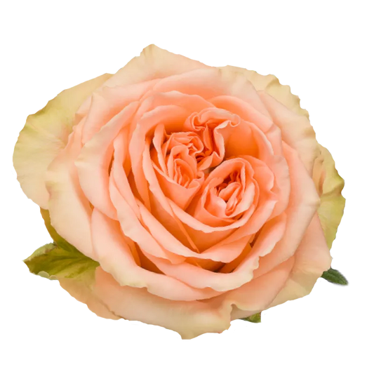 Country Home (Peach)