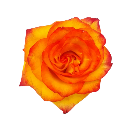 High and Magic (Yellow & Red Bi-Color)