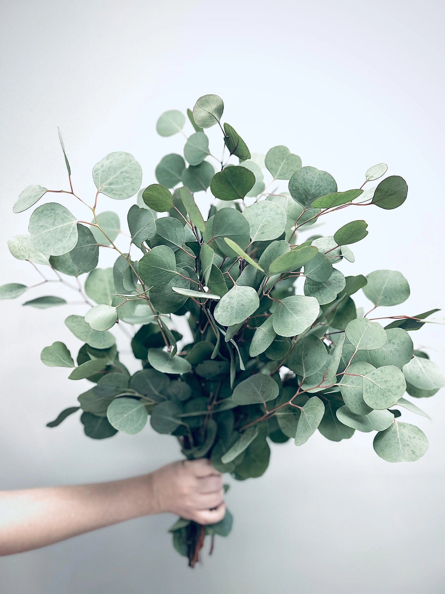 Silver Dollar Eucalyptus — Signature Greenery (10-Stem Bunch)