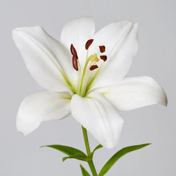 Lilies (Asiatic) — Multi-Bloom Focal Stem (10-Stem Bunch)