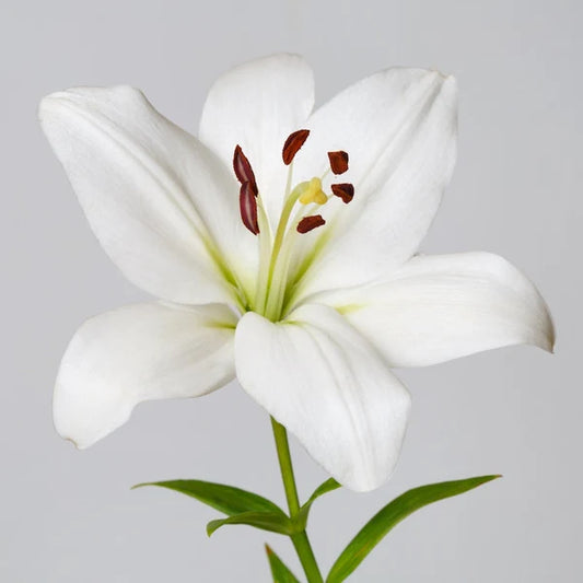 Lilies (Asiatic) — Multi-Bloom Focal Stem (10-Stem Bunch)