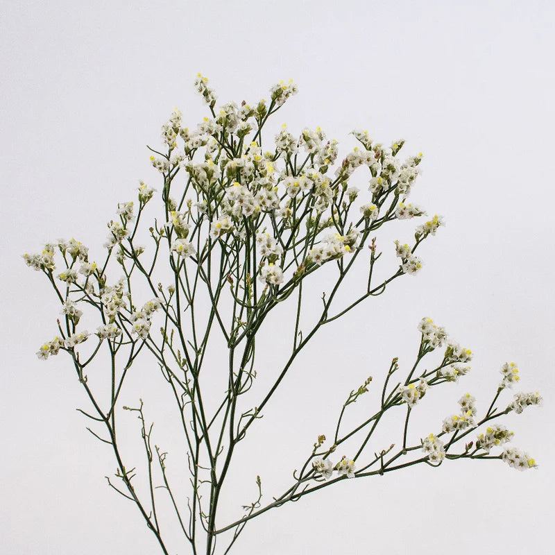 Limonium — Airy Filler & Baby's Breath Alternative (10-Stem Bunch)