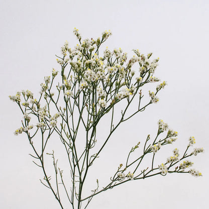 Limonium — Airy Filler & Baby's Breath Alternative (10-Stem Bunch)