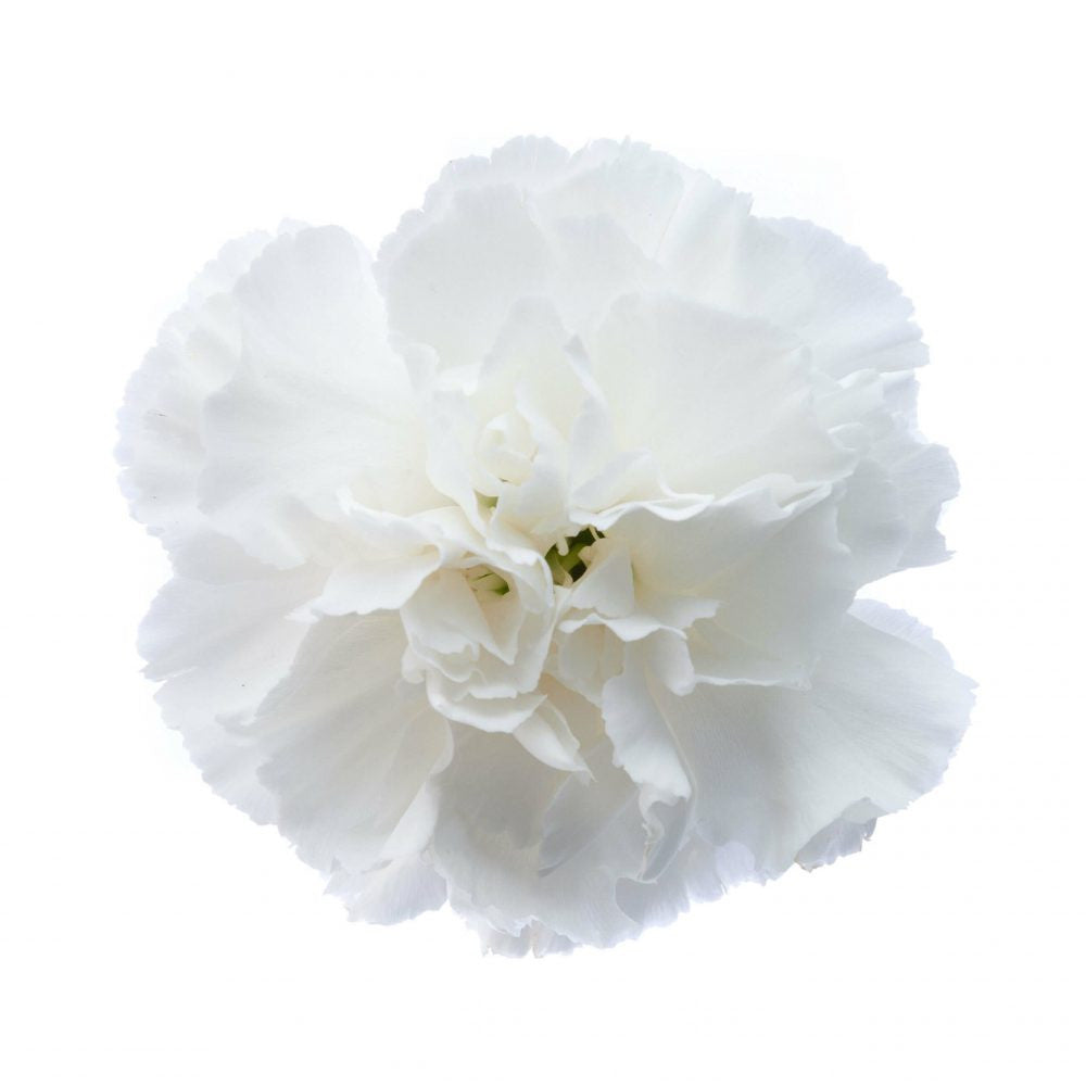 Carnations — Ruffled Classic Bloom (10-Stem Bunch)