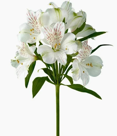 Alstroemeria — Long-Life Filler (10-Stem Bunch)
