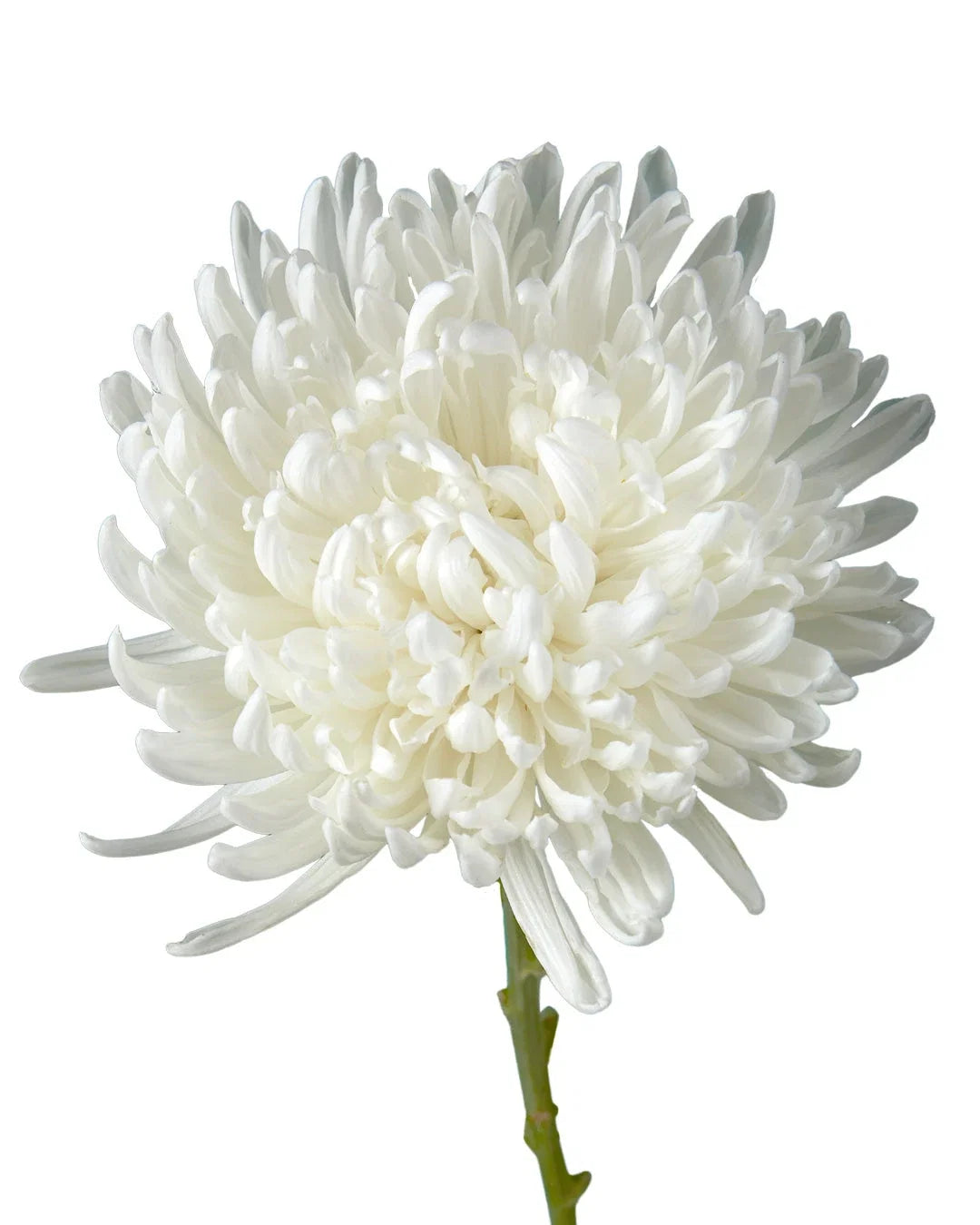 Chrysanthemum — Full Bloom Focal (10-Stem Bunch)