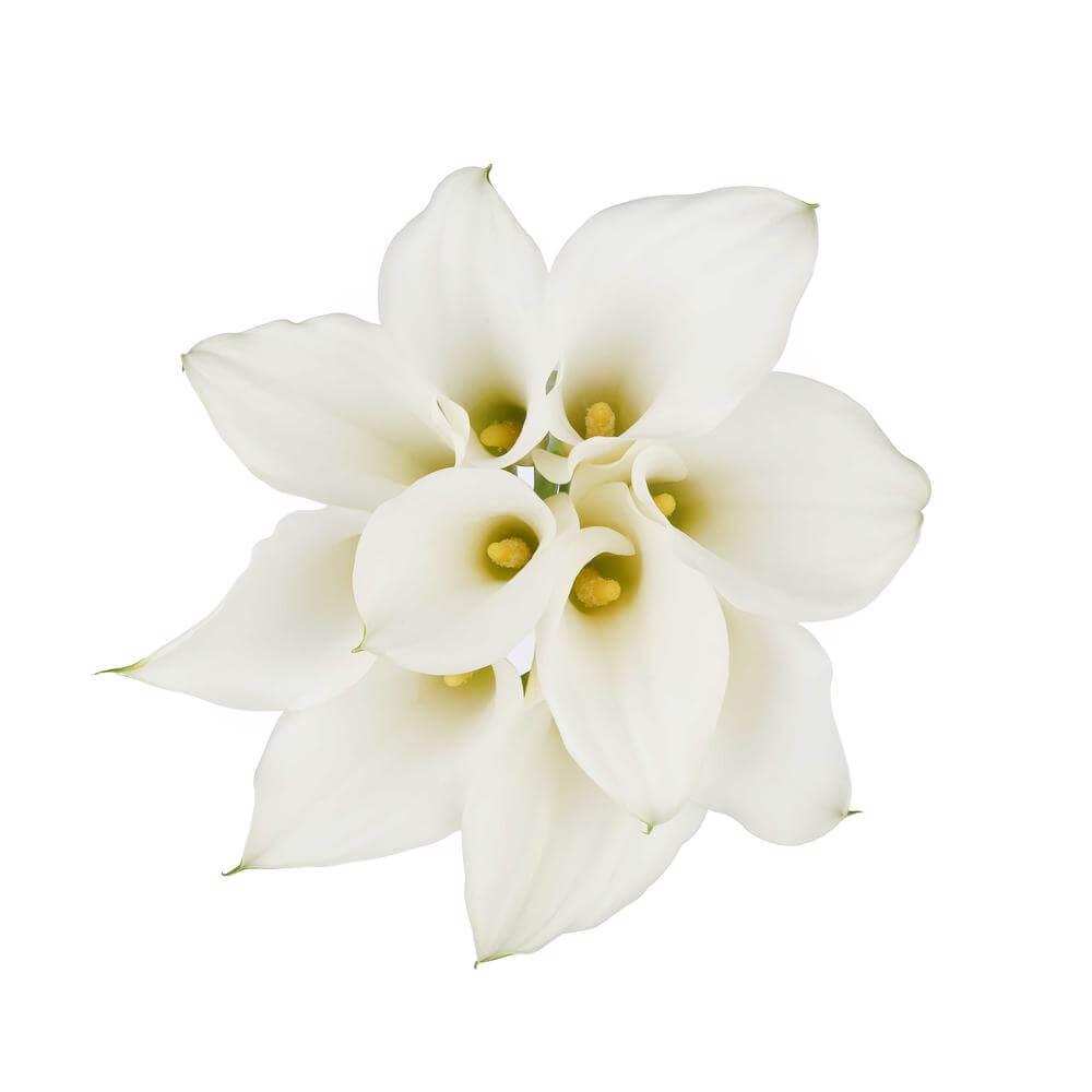 Mini Calas — Sculptural Trumpet Bloom (10-Stem Bunch)