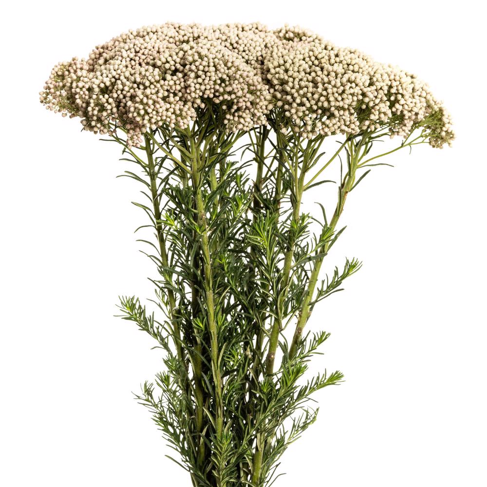 Rice Flower — Delicate Cluster Filler (10-Stem Bunch)