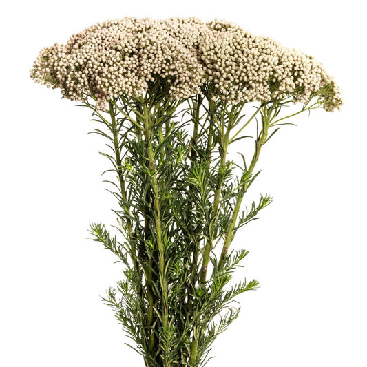 Rice Flower — Delicate Cluster Filler (10-Stem Bunch)